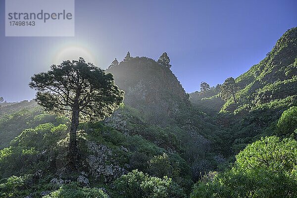 Kanarische Kiefer (Pinus canariensis) im Gegenlicht  La Palma  Spanien  Europa