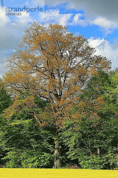Eiche (Quercus)  Krauchenwies  Naturpark Obere Donau  Baden-Württemberg  Deutschland  Europa
