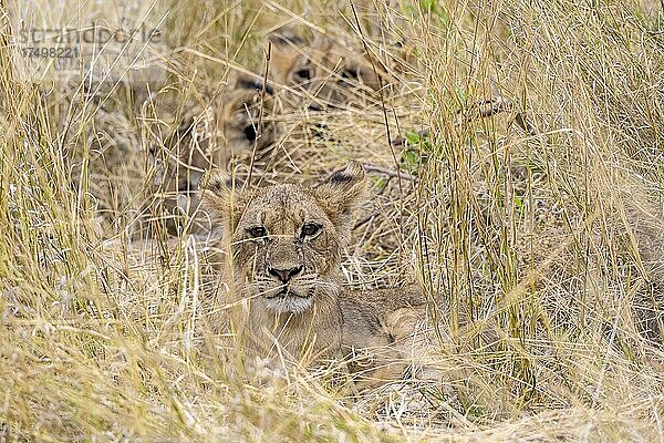 Löwe (Panthera leo)  in hohem Gras verstecktes Jungtier  während Löwin auf der Jagd ist  Moremi Game Reserve West  Okavango Delta  Botswana  Afrika