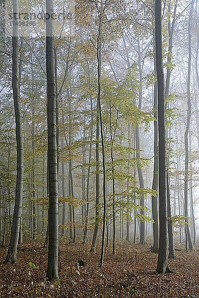 Laubwald im Morgennebel  Herbstwald  Herbststimmung  Nordrhein-Westfalen  Deutschland  Europa