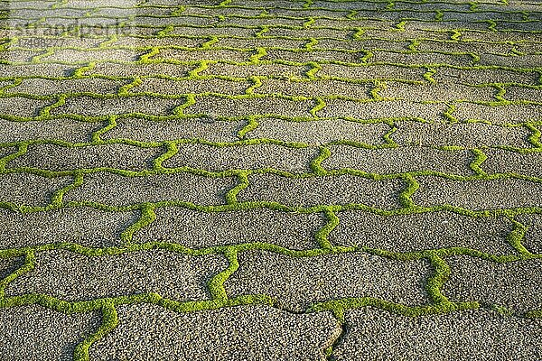 Moos um Pflastersteine auf einem Gartenweg in Ystad  Schonen  Schweden  Skandinavien  Europa