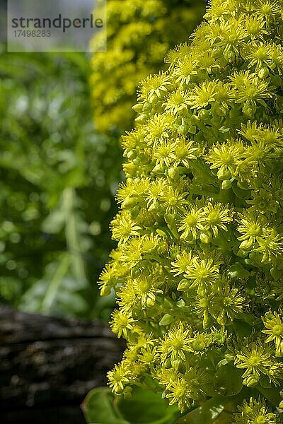 Blühendes Rosetten-Dickblatt (Aeonium arboreum)  Puntagorda  La Palma  Spanien  Europa