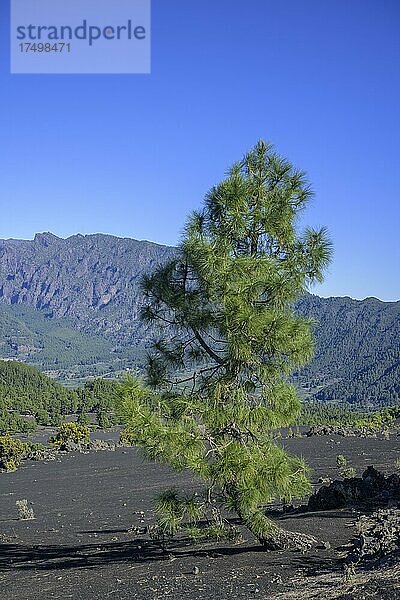 Kanarische Kiefer (Pinus canariensis) wächst auf Vulkanschlacke  Mirador del Llano del Jable  vom Ausbruch 2021 zerstört  El Paso  La Palma  Spanien  Europa