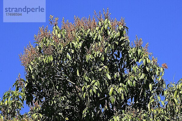 Mangobaum Mango (Mangifera Indica) tree Blüte bloom Madagaskar Madagascar