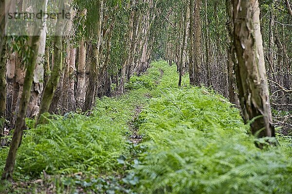 Mangrovenwald  Feuchtwald  Tra Su Bird Sanctuary  Chau Doc  Vietnam  Asien