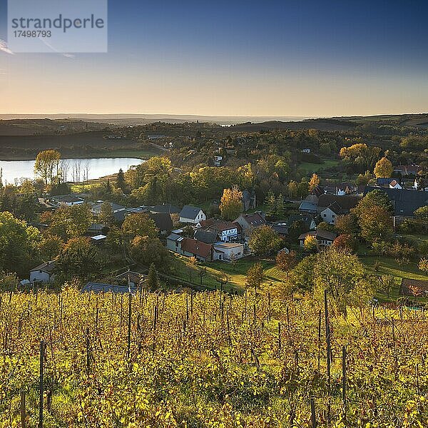 Weinberg bei Rollsdorf am Bindersee im Herbst  Höhnstedter Weinbaugebiet  Seeburg  Seegebiet Mansfelder Land  Sachsen-Anhalt  Deutschland  Europa