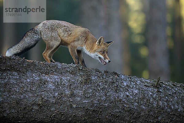 Trinkender Fuchs (Vulpes vulpes) auf einem Baumstamm  Bitburg  Deutschland  Europa