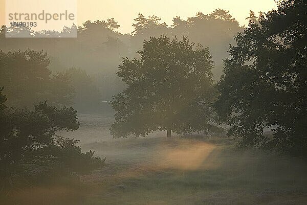 Bäume bei Sonnenaufgang  Morgennebel  Heideblüte  NSG Westruper Heide  Haltern  Nordrhein-Westfalen  Deutschland  Europa