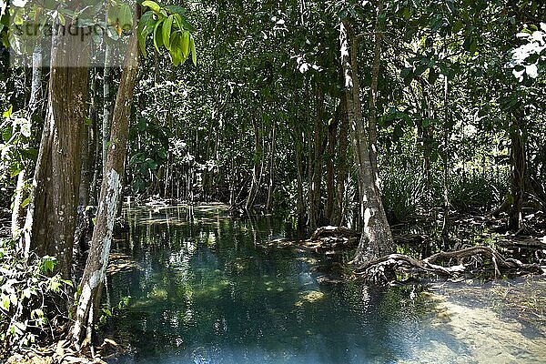 Mangroven-Trail im Tha Pom Khlong Song Nam Naturpark/ Mangrove-Trail in Tha Pom Khlong Song Nam national park  Krabi  Krabi  Thailand  Asien