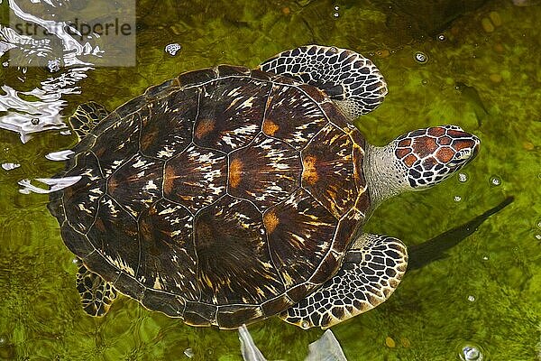 Wasserschildkröte  Fischzuchtanlange  Krabi turtle  aquafarming  Krabi  Krabi  Krabi  Thailand  Asien