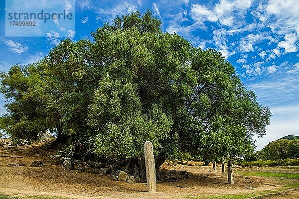 Menhir-Statuen in der Ebene vor einem 1200 Jahre altem Olivenbaum  archäologischen Fundstätte Filitosa  Korsika  Filitosa  Korsika  Frankreich  Europa