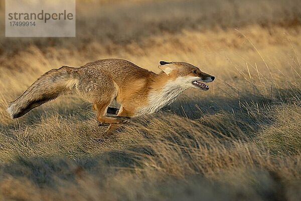 Fuchs (Vulpes vulpes) in einer Brachwiese  Bitburg  Deutschland  Europa