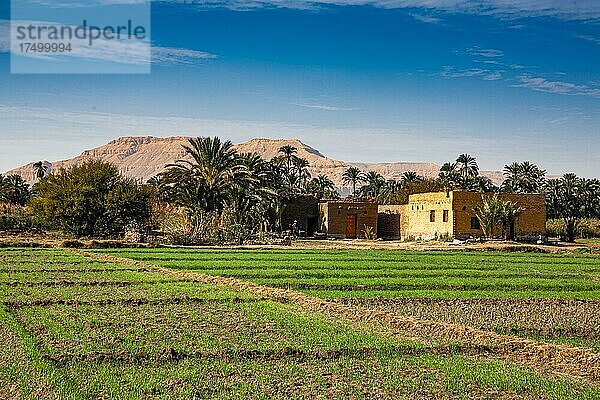 Nilufer mit fruchtbaren Feldern  Luxor  Theben  Ägypten  Luxor  Theben  Ägypten  Afrika