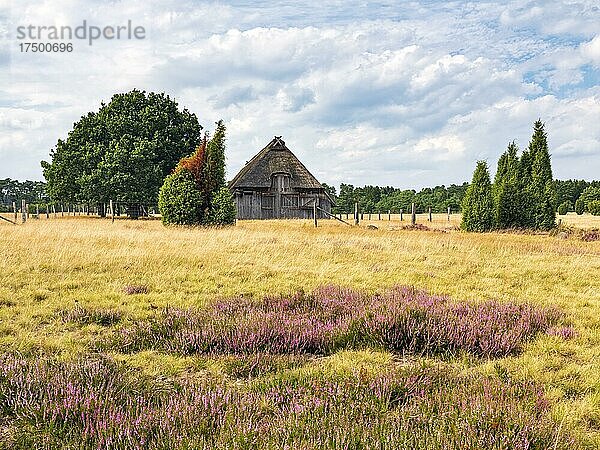 Typische Heidelandschaft mit altem Schafstall und blühendem Heidekraut  Lüneburger Heide  Niedersachsen  Deutschland  Europa