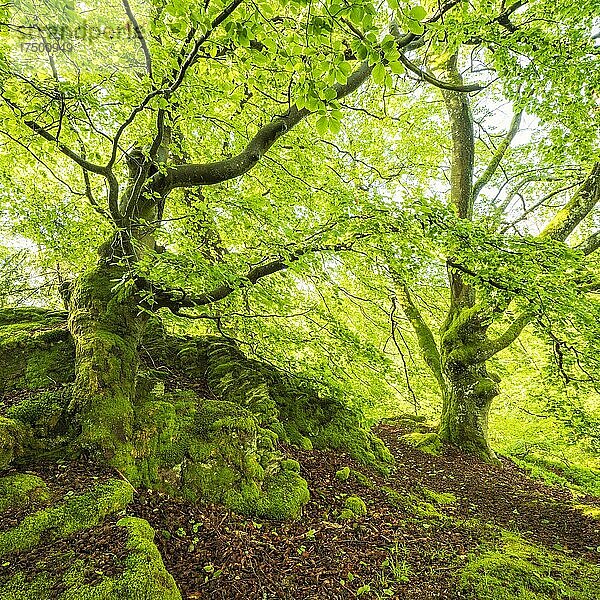 Knorrige alte Buchen  von Moos bedeckt  Nationalpark Kellerwald-Edersee  Hessen  Deutschland  Europa