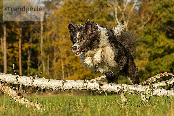 Hund springt über Baumstamm
