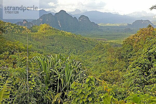 Khao Sok Nationalpark/ Khao Sok National Park  Khao Sok  Thailand  Asien