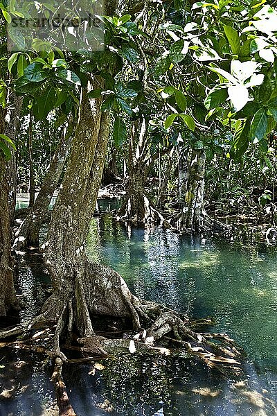 Mangroven-Trail im Tha Pom Khlong Song Nam Naturpark Mangrove-Trail in Tha Pom Khlong Song Nam national park  Krabi  Krabi  Thailand  Asien