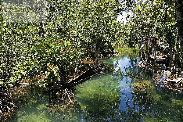 Mangroven-Trail im Tha Pom Khlong Song Nam Naturpark/ Mangrove-Trail in Tha Pom Khlong Song Nam national park  Krabi  Krabi  Thailand  Asien