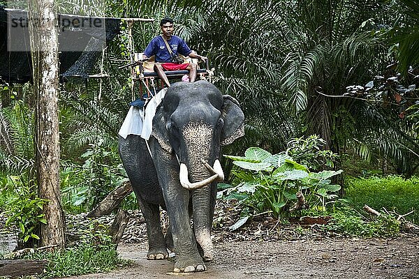 Elefantentrek durch den Dschungel/ elephant tour  dschungel  Khao Sok  Thailand  Asien