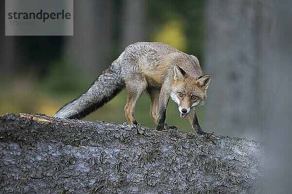 Trinkender Fuchs (Vulpes vulpes) auf einem Baumstamm  Bitburg  Deutschland  Europa