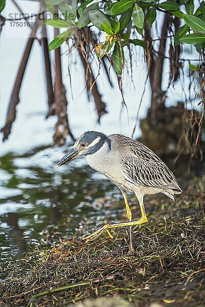 Krabbenreiher (Nyctanassa violacea) auf Nahrungssuche  Sanibel Island  J.N. Ding Darling National Wildlife Refuge  Florida  USA  Nordamerika