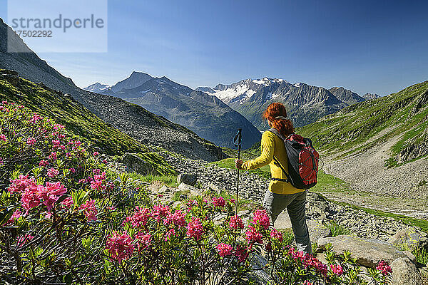 Wanderin kommt an blühenden Rosen im malerischen Tal der Zillertaler Alpen vorbei