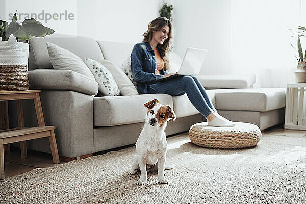 Jack Russell Terrier mit Geschäftsfrau  die zu Hause im Hintergrund arbeitet