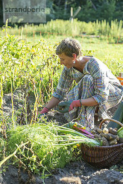 Landarbeiter sammelt Gemüse aus dem Garten im Korb