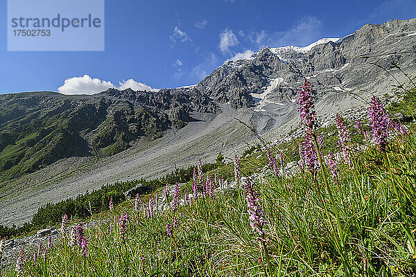 Orchideen blühen entlang des Bergrückens in den Ortler-Alpen