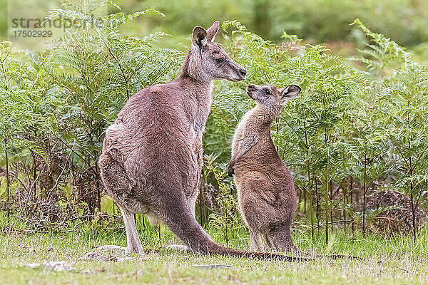 Erwachsenes und junges Östliches Graues Känguru (Macropus giganteus) stehen im Freien vor grünen Pflanzen