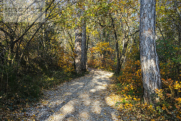 Der Rilke-Weg führt durch den Herbstwald