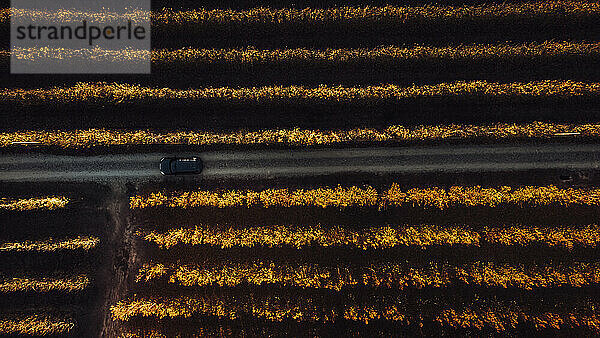 Auto bewegt sich auf der Straße inmitten eines landwirtschaftlichen Feldes