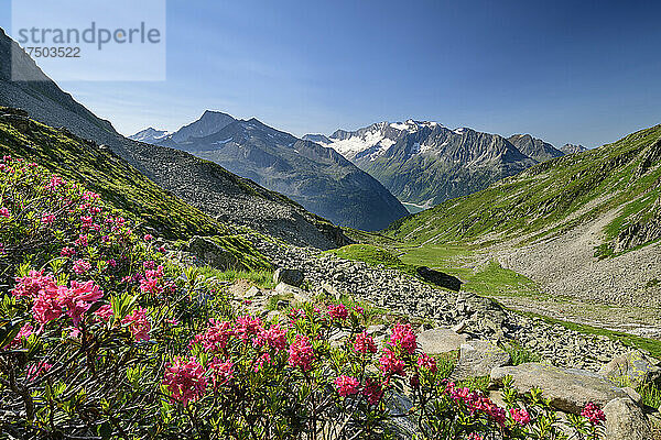 Rosen blühen im malerischen Tal der Zillertaler Alpen