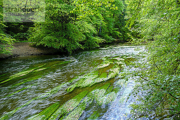Der Fluss Wurm fließt durch den Sommerwald