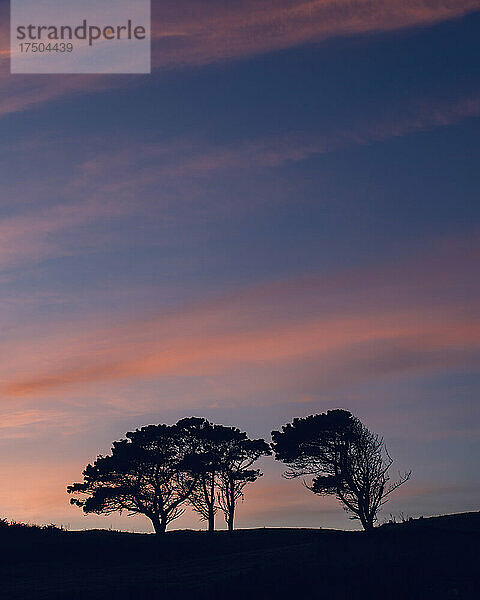 Silhouetten einsamer Bäume  die in der Abenddämmerung vor dem Himmel stehen