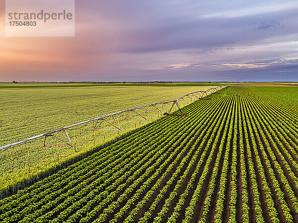 Luftaufnahme einer landwirtschaftlichen Sprinkleranlage  die im Morgengrauen riesige grüne Weizen- und Kartoffelfelder trennt