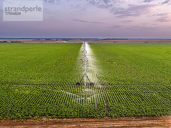 Luftaufnahme einer landwirtschaftlichen Sprinkleranlage  die im Morgengrauen ein riesiges grünes Bohnenfeld bewässert