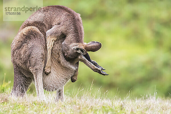 Östliches Graues Känguru (Macropus giganteus) versteckt Baby im Beutel