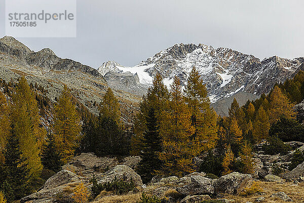 Herbstbäume und Berge in den Rhätischen Alpen  Italien