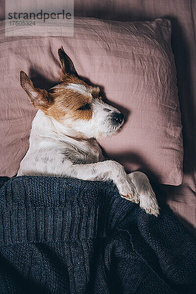 Jack Russell Terrier schläft zu Hause im Bett