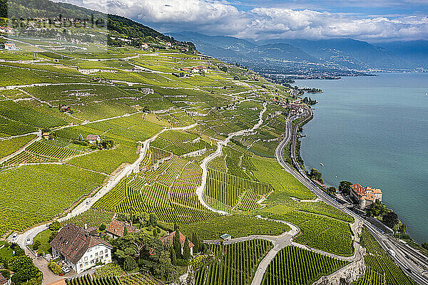Schweiz  Kanton Waadt  Luftaufnahme der terrassenförmig angelegten Weinberge des Lavaux im Sommer