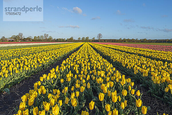 Gelbe Tulpen blühen auf einem riesigen Frühlingsfeld