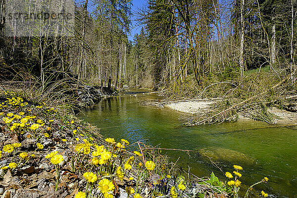Blühende Pflanzen am Fluss Obere Argen in Schwaben  Bayern  Deutschland