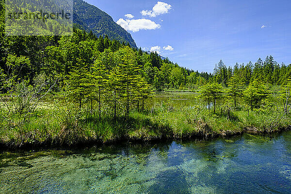 Fluss Amper im Sommer mit bewaldetem Berg im Hintergrund