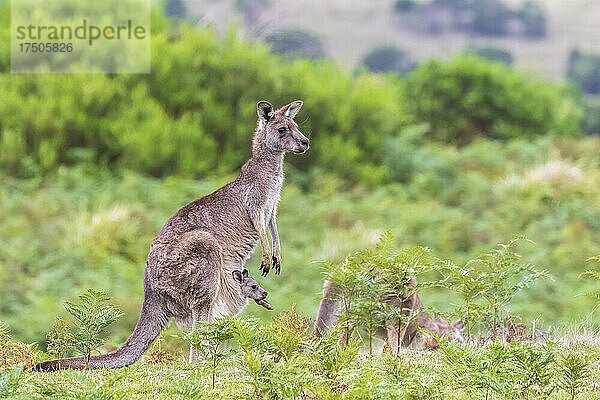 Östliches Graues Känguru (Macropus giganteus) steht mit Baby im Beutel