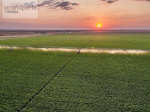 Luftaufnahme einer landwirtschaftlichen Sprinkleranlage  die bei Sonnenaufgang ein riesiges grünes Bohnenfeld bewässert