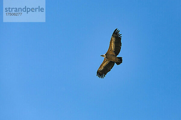 Eagle flying against clear blue sky