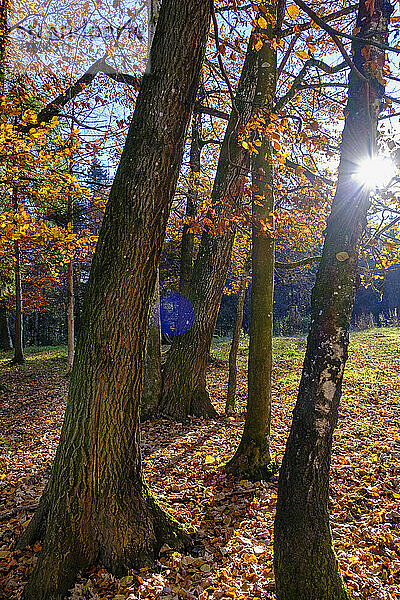 Herbstwald bei ruhigem Sonnenaufgang