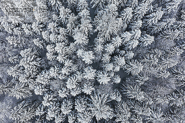 Luftaufnahme des schneebedeckten Fichtenwaldes